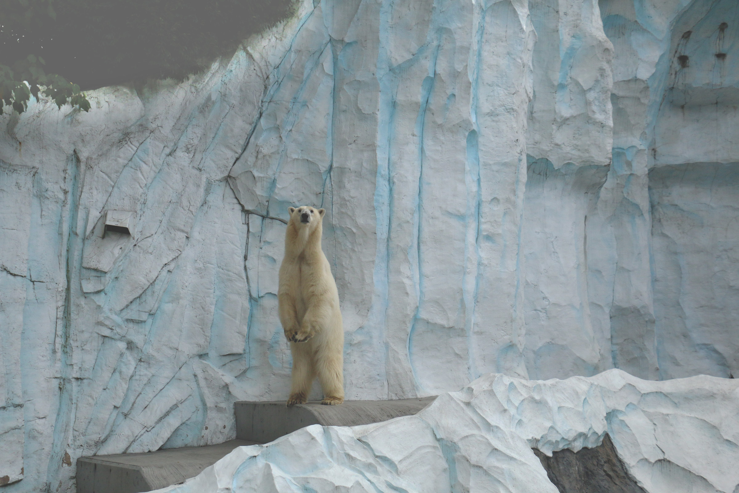 polarbear DEA